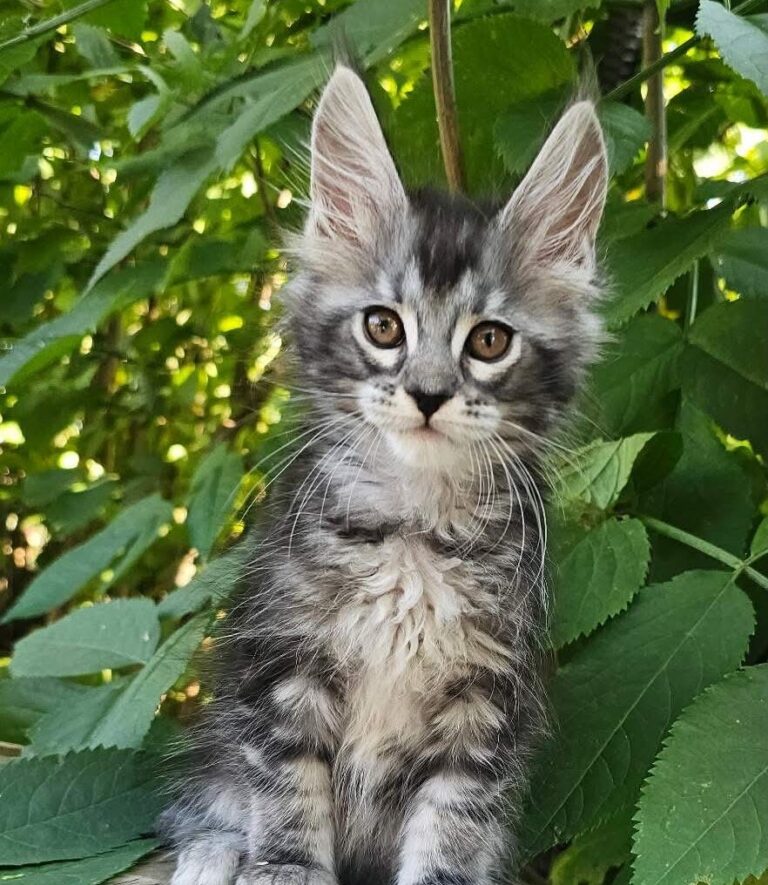 Furia black silver tabby female Maine Coon kitten
