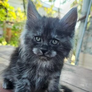 Fantome black smoke male Maine Coon kitten