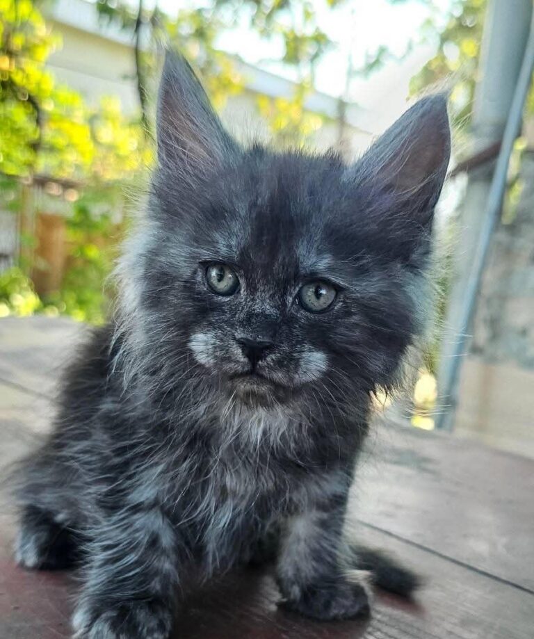 Fantome black smoke male Maine Coon kitten