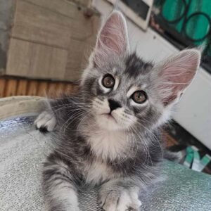 Finik blue silver tabby male Maine Coon kitten