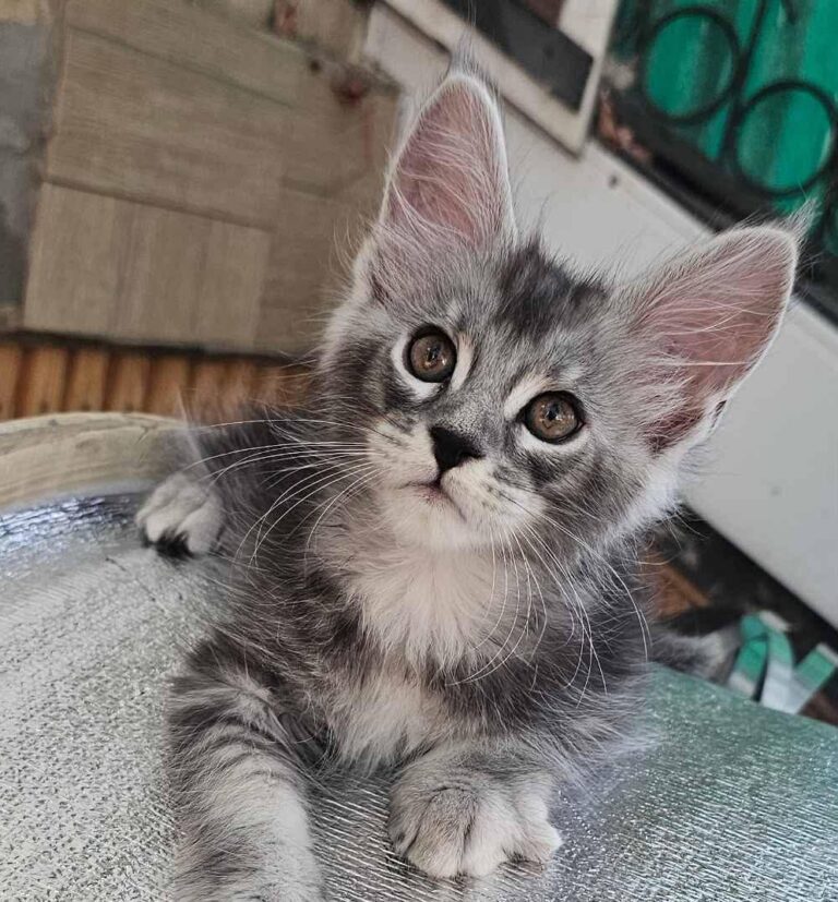 Finik blue silver tabby male Maine Coon kitten