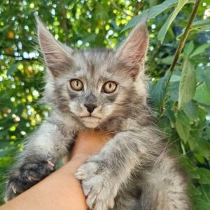 Frida black smoke female Maine Coon kitten