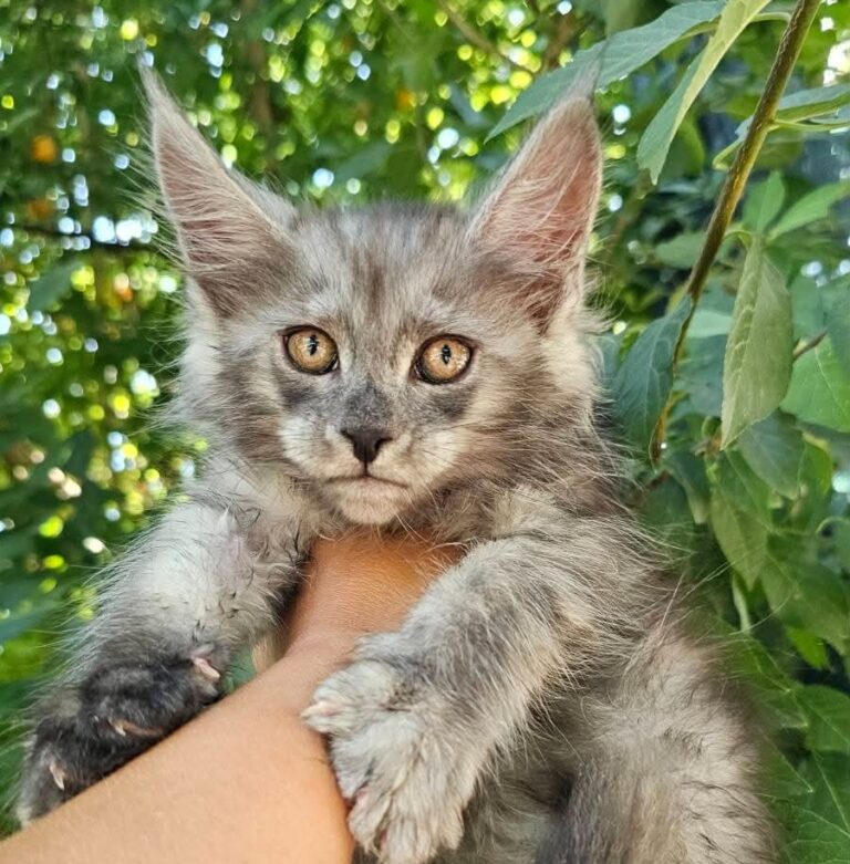Frida black smoke female Maine Coon kitten
