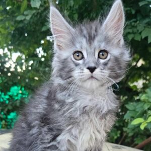 Forest black silver tabby male Maine Coon kitten