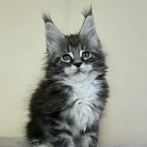 Paul black silver tabby with white male Maine Coon kitten