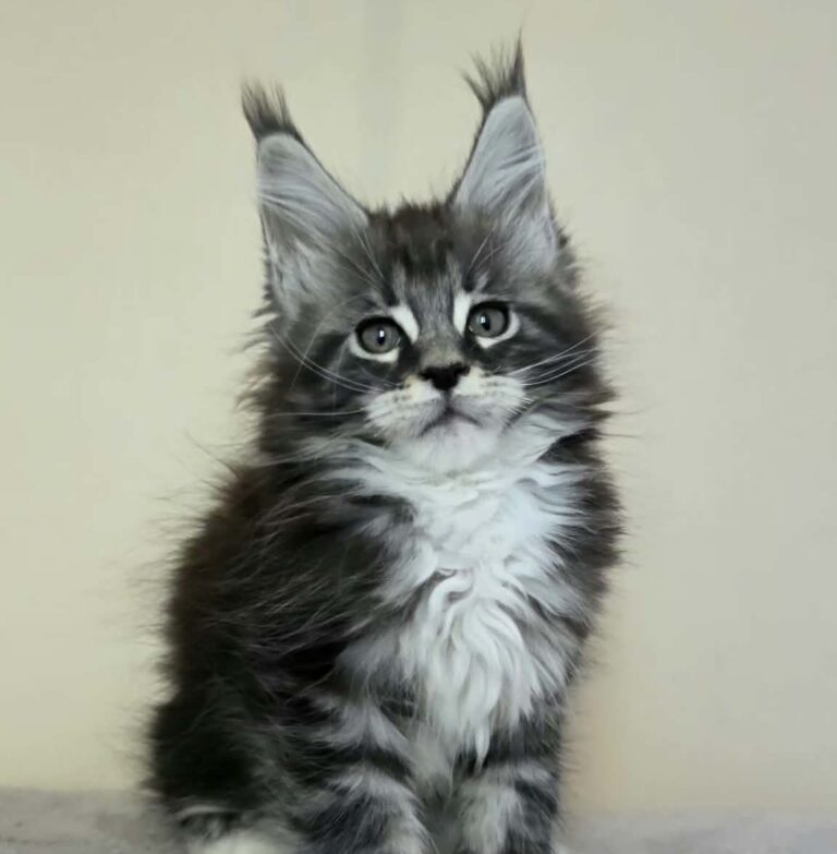 Paul black silver tabby with white male Maine Coon kitten