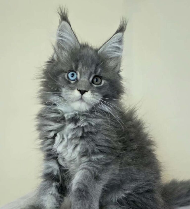 Palmira odd-eyed blue silver tabby female Maine Coon kitten