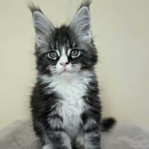 Pani black silver tabby with white male Maine Coon kitten