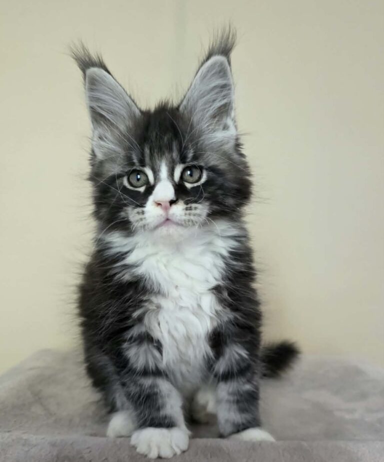 Pani black silver tabby with white male Maine Coon kitten