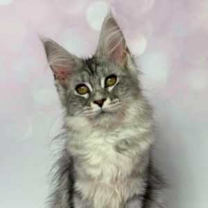 Clover, a black silver Maine Coon female kitten with golden eyes and tufted ears