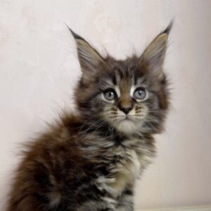 Gabriel, a female black tabby Maine Coon kitten with a fluffy coat and large tufted ears.