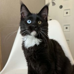 Charley, an odd-eyed black-and-white Maine Coon kitten