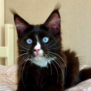 Cezar Blue-eyed Maine Coon