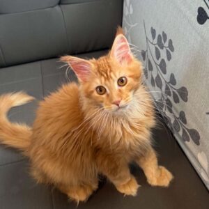 Red Tabby male Maine Coon