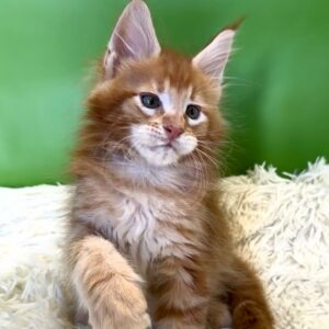 Seth, a red tabby male Maine Coon kitten with oversized paws and tufted ears