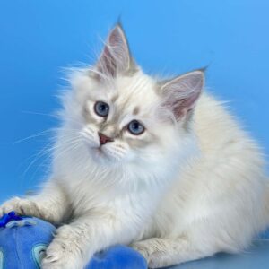 Archer, a blue-eyed male Siberian kitten with a fluffy cream coat