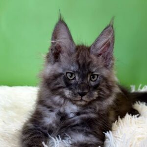 Rosman, a black smoke male Maine Coon kitten