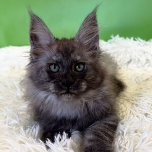 Rosa black smoke Maine Coon