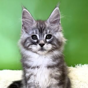 Roza black silver tabby female Maine Coon kitten