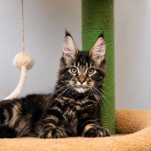 Han Black Tabby Maine Coon