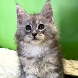 Roksolana, a black silver tabby female Maine Coon kitten