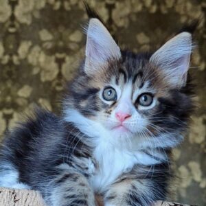 Haridvari black tabby with white Maine Coon kitten