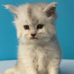 Diamond, a black silver shaded male Maine Coon kitten