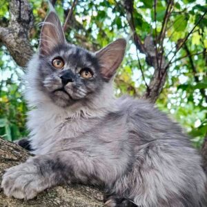 Frida Black Smoke Female Maine Coon