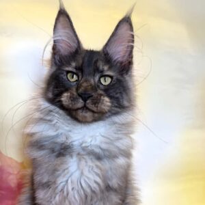 Rosman Black Smoke male Maine Coon