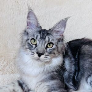 Irma Black Silver Tabby Maine Coon