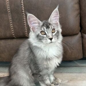 Forest.black silver tabby Maine Coon male
