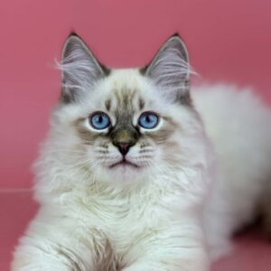 Archer male Siberian