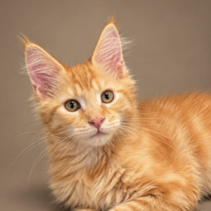 Red tabby Poly Maine Coon kitten