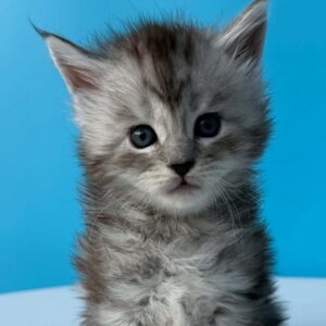Diamira, a black silver tabby female Maine Coon kitten