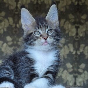 Holiday Black Brown Tabby Maine Coon