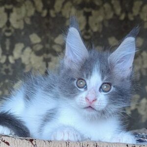 Honey Blue and white Maine Coon male