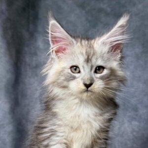 Black Silver Tabby Maine Coon