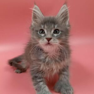 Poly blue silver tabby female Maine Coon