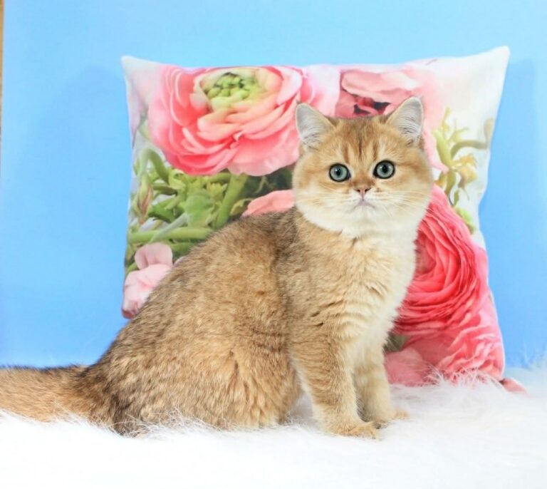 British Shorthair male