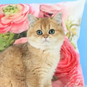 British Shorthair male