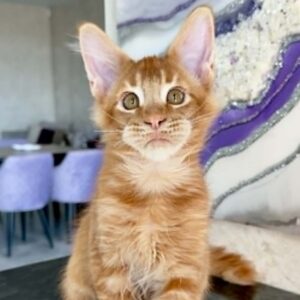 Red Tabby male Maine Coon