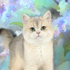 Princess, a golden British Shorthair female with green eyes