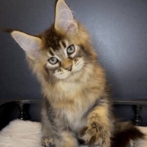 Lyra Black Brown Tabby female Maine Coon