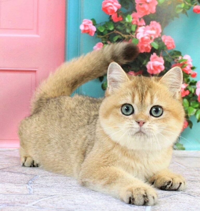 Rafael, a golden British Shorthair male kitten with green eyes