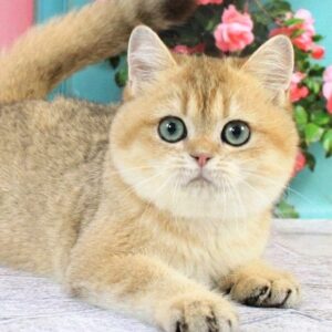 Rafael, a golden British Shorthair male kitten with green eyes
