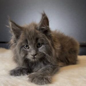 Ophelia, a fluffy polydactyl blue Maine Coon female kitten