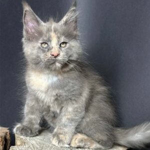 Petunia, a blue tortie female Maine Coon kitten