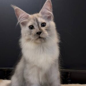 Mufasa, a black smoke Maine Coon kitten