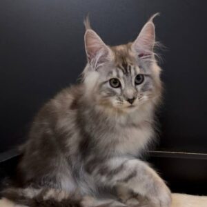 Mishanya, a black silver tabby Maine Coon kitten