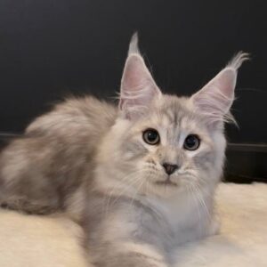Magnus, a black silver tabby Maine Coon kitten